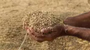 India Record Foodgrain Production 376 MT; El Nino Risk Looms