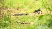 Indian Army's K9 Warriors Shine at PRAGATI 2026 with Robotic Dogs