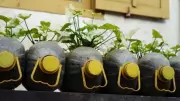 Indian Gardeners Reuse Buckets, Paint Cans, Rice Bags to Grow Food at Home