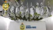 Indian Man Charged for $5.6M Pseudoephedrine Shipment in Sydney