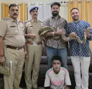 Indian Rock Python Rescued in Kangra District, Man Booked