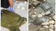 India's First Satellite-Tagged Ganges Softshell Turtle Released in Kaziranga