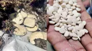 India's First Seizure of Captagon 'Jihadi Drug' Busts Major Network