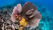 India's First Underwater Museum to Boost Marine Tourism in Sindhudurg