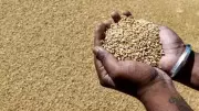 India's Foodgrain Output Hits Record 376 MT in 2025-26, Up 5.3%