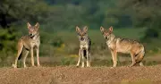 India's Forgotten Wildlife: A Silent Struggle for Survival