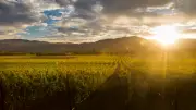 India’s Hidden Wine Regions Beyond Nashik You Must Explore in 2026