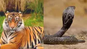 India's Most Dangerous Animals: Snakes, Predators That Kill in Seconds