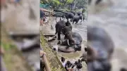 Injured Elephant Dies at Dubare Camp a Day After Clash