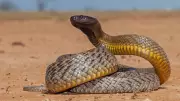 Inland Taipan: Australia's Shy But Deadly Fierce Snake