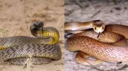 Inland Taipan vs King Cobra: Which Snake Is Truly More Dangerous?