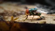 Insect Brain Discovery Paves Way for Faster, Efficient AI and Robots