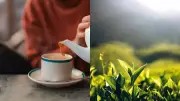 International Tea Day 2026: 6 Culinary Uses of Tea Leaves Beyond Brewing