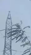 Intoxicated man dies after falling from 60-ft electricity tower in Krishnagiri