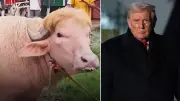 Iran Mocks Trump with Viral Bangladeshi Buffalo Named Donald Trump