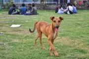 Jadavpur University Seeks Stray Dog Capture After Bite Incidents
