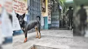 Jadavpur University to Issue Collars for Campus Dogs, Build Shelters