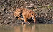 Jaipur Forest Division to Conduct 24-Hour Wildlife Census on May 1-2
