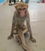 Jal Shakti Dept Clarifies Monkey Deaths, Blames Natural Causes