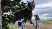 Japan's Monster Wolf Robot: A High-Tech Solution to Rising Bear Attacks