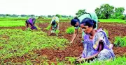 Jharkhand Crops Devastated by Unrelenting Storms and Hail