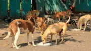 Jharkhand: Five-Year-Old Boy Mauled to Death by Stray Dogs