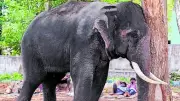 Kanjan, Wild Elephant Capture Expert, Under Scrutiny After Dubare Tragedy