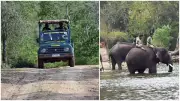 Karnataka Bans Open Safari Vehicles After Elephant Attack Kills Woman