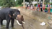 Karnataka Bans Tourist Interaction with Captive Elephants After Tragic Death
