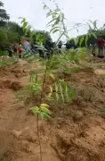 Karnataka Cuts Afforestation Target to 3 Crore Saplings Due to Nursery Shortage