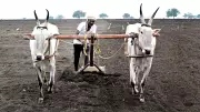Karnataka Farmers Face High Input Costs Ahead of Kharif Sowing Season