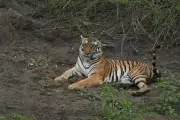 Karnataka Forest Official Warns of Rising Human-Wildlife Conflict