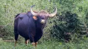 Karnataka: Indian Gaur Captured in Trial Operation at Koppa Estate