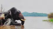 Karnataka: Sakrebailu Elephant Camp Closed After Dubare Incident