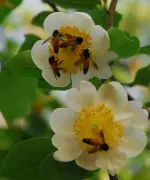 Karnataka to Declare Honeybee as State Insect, Malabar Tree Toad as State Frog