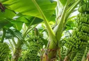 Kaushambi Farmers Shift to Organic Banana Cultivation Along Ganga