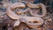 King Brown Snake vs Mulga: How to Identify Australia's Dangerous Snake
