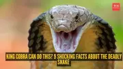 King Cobra: 9 Shocking Facts About the World's Longest Venomous Snake