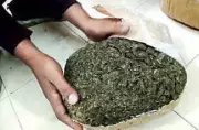 Kolhapur Farmer Arrested for Growing Ganja in Sugarcane Field
