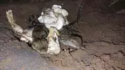 Kolhapur Forest Dept Successfully Hatches Crocodile Eggs in First-of-Its-Kind Effort