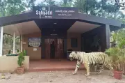 Kolhapur Guardian Minister Opposes Sahyadri Tiger Reserve Corridor Proposal