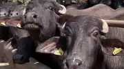 Kolkata's Only Abattoir Halts Fresh Cattle Supply Amid Stricter Rules