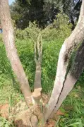KSDL Invites Anti-Theft Tech Suggestions for Sandalwood Protection