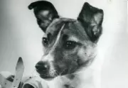 Laika: The Stray Dog Who Sacrificed Herself for Space Exploration