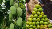 Langra Mango: The Story Behind Its Unusual Name and Cultural Significance