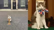 Larry the Cat Goes Viral as UK Political Turmoil Hits Downing Street
