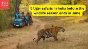 Last Chance: 5 Tiger Safaris in India Before Monsoon Closes Parks