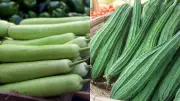 Lauki vs Tori: Which Summer Veggie Is More Nutritious and 5 Ways to Eat Them