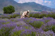 Lavender Festival 2026 Set for June 6-7 in J&K's Bhaderwah Valley