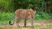 Leopard Kills Boy at Male Mahadeshwara Hills in Karnataka